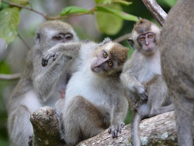 Long tailed macaque (8)